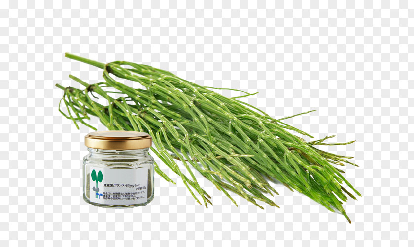 Horsetail Green Bean Grasses Leaf Vegetable Ingredient Family PNG