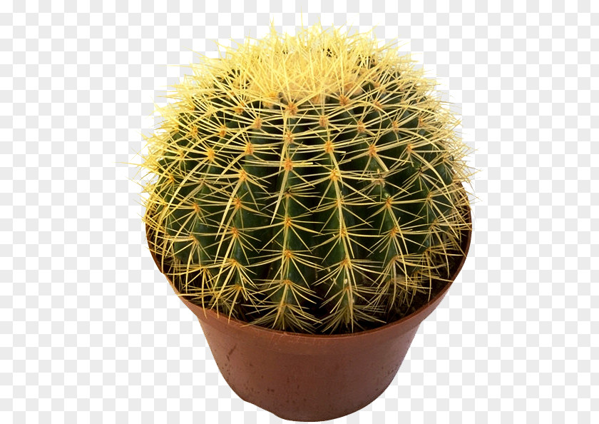 San Pedro Cactus Flowerpot Houseplant Cactaceae PNG