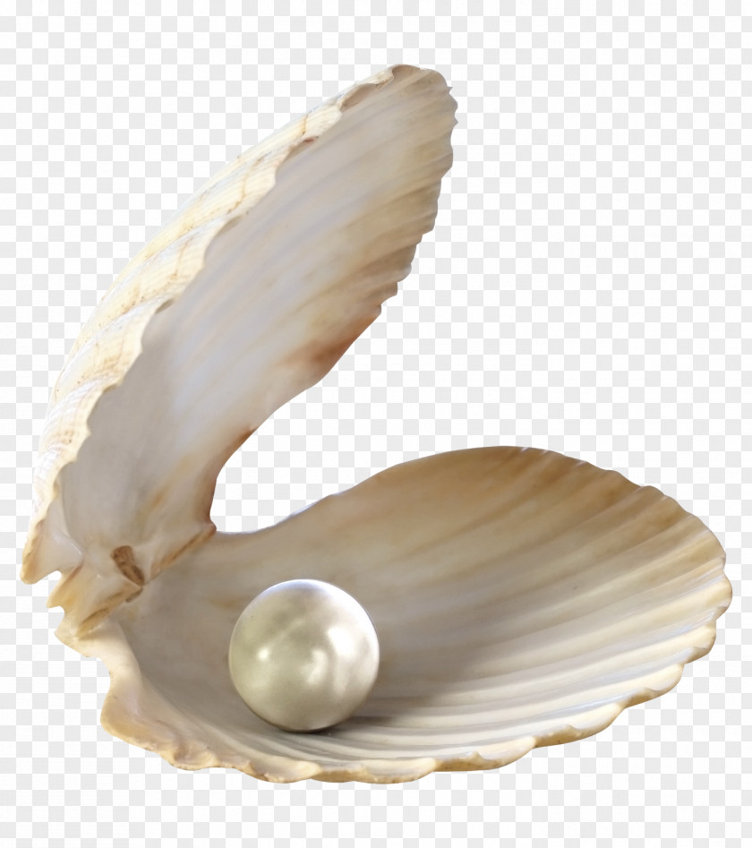 Seashells Seashell Desktop Wallpaper Clip Art PNG