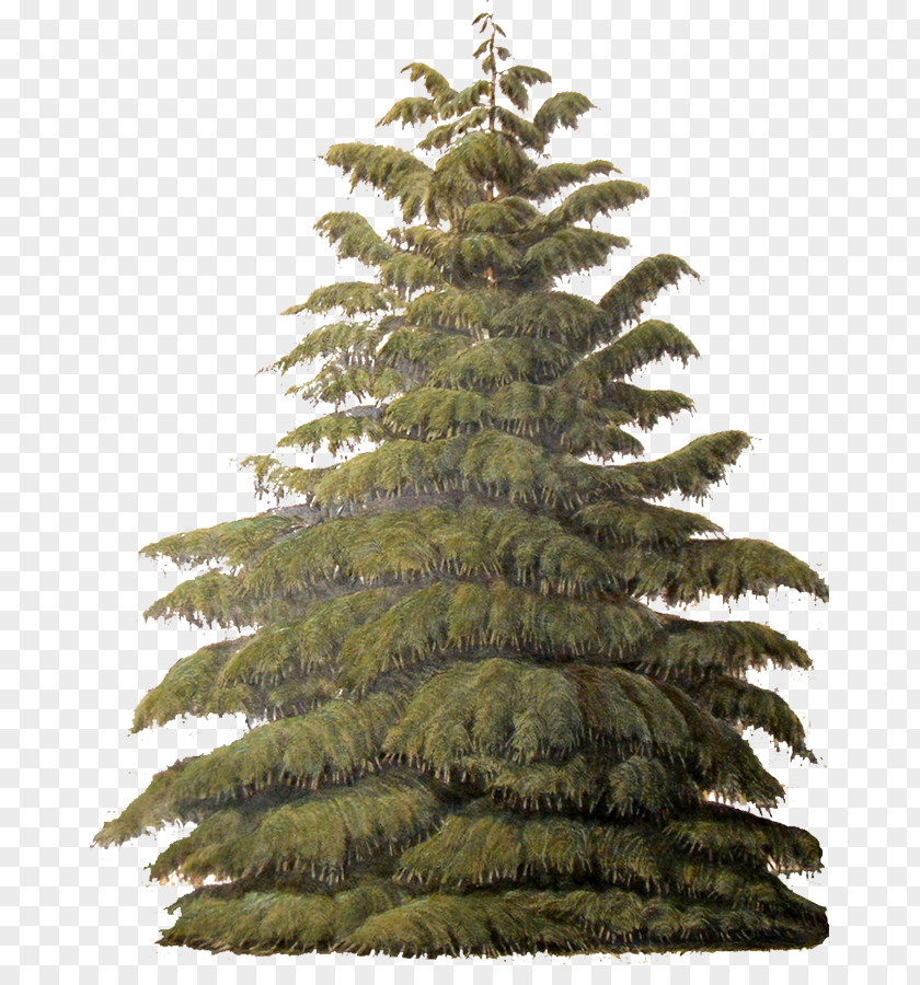 Succulent Border Tree Conifers Evergreen Sugar Pine Plant PNG