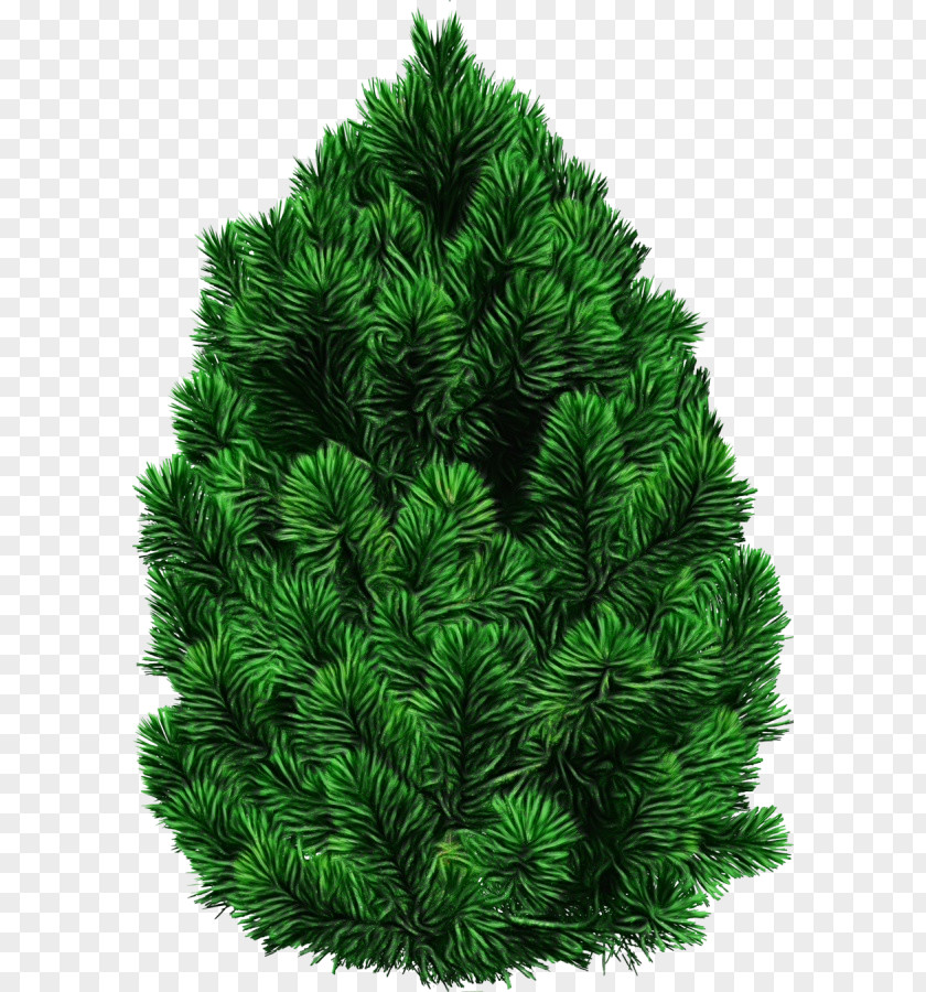 Canadian Fir Oregon Pine Shortleaf Black Spruce Balsam Columbian White Colorado PNG