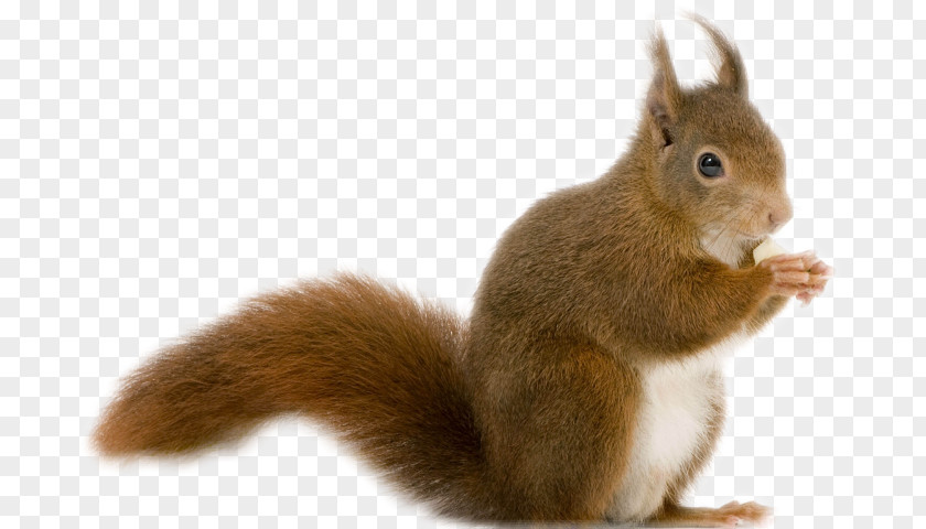 Cat Rodent Chipmunk Red Squirrel Desktop Wallpaper Image PNG