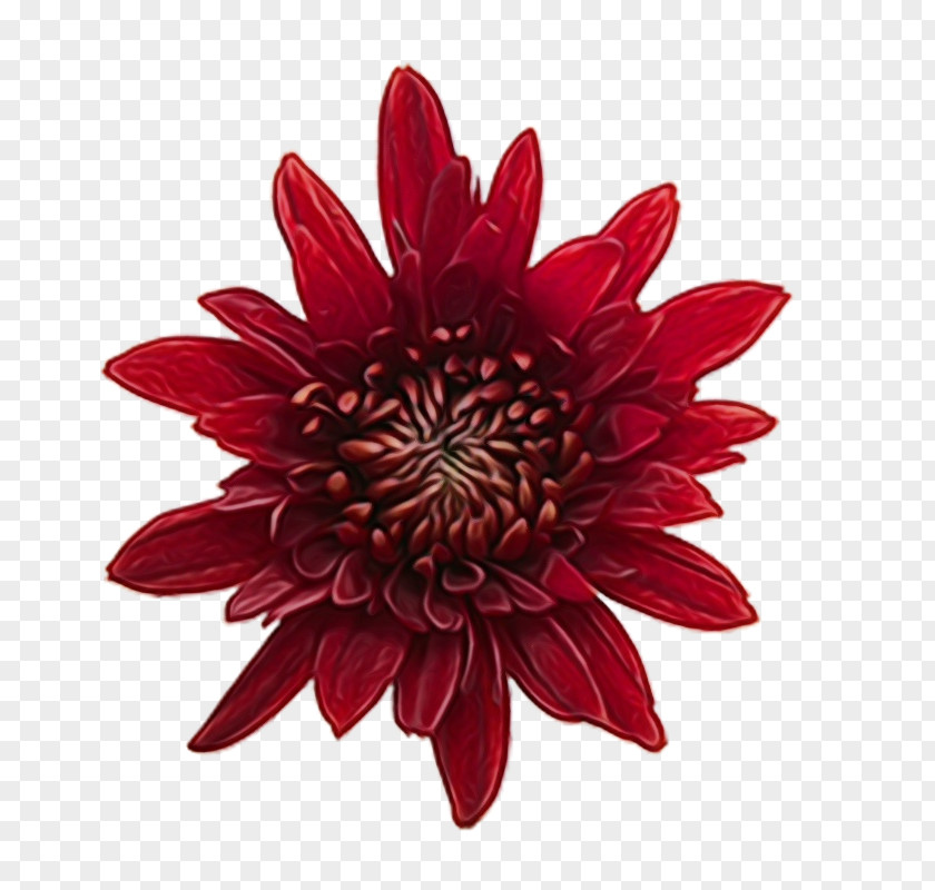 Daisy Family Gerbera Flower Red Petal Plant Dahlia PNG