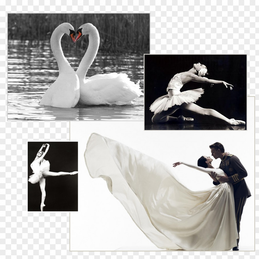 Inspiration Mariinsky Ballet Swan Lake Dance Bolshoi Theatre, Moscow PNG