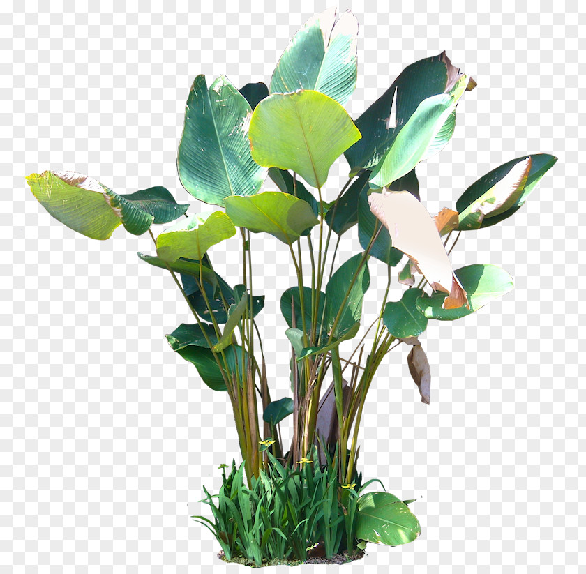 Tropical Aquatic Plants Tree Rendering PNG