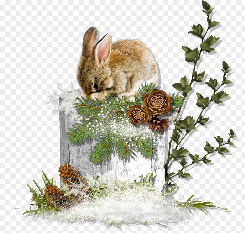 Woodland Hare Domestic Rabbit European PNG