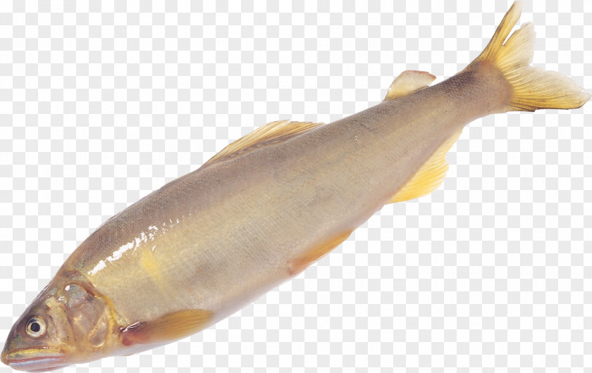 Fish Seafood Larimichthys Crocea Polyactis As Food PNG