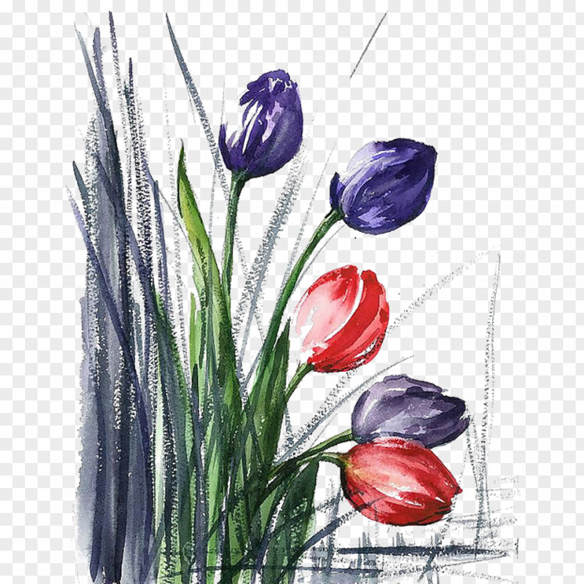 Sketch Tulip Picture Material Floral Design Watercolor Painting Flower PNG