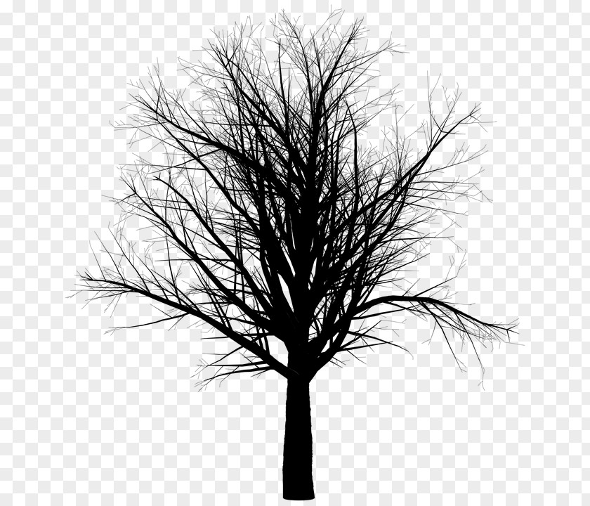 Tree Branch Trunk PNG