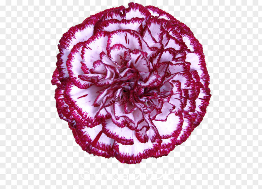Flower Carnation Colibri Flowers S.A. Tea Apple PNG