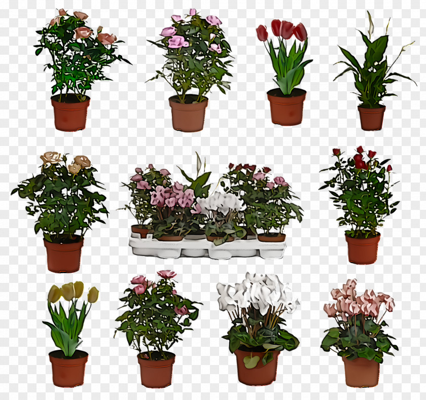Flower Flowerpot Plant Houseplant Grass PNG