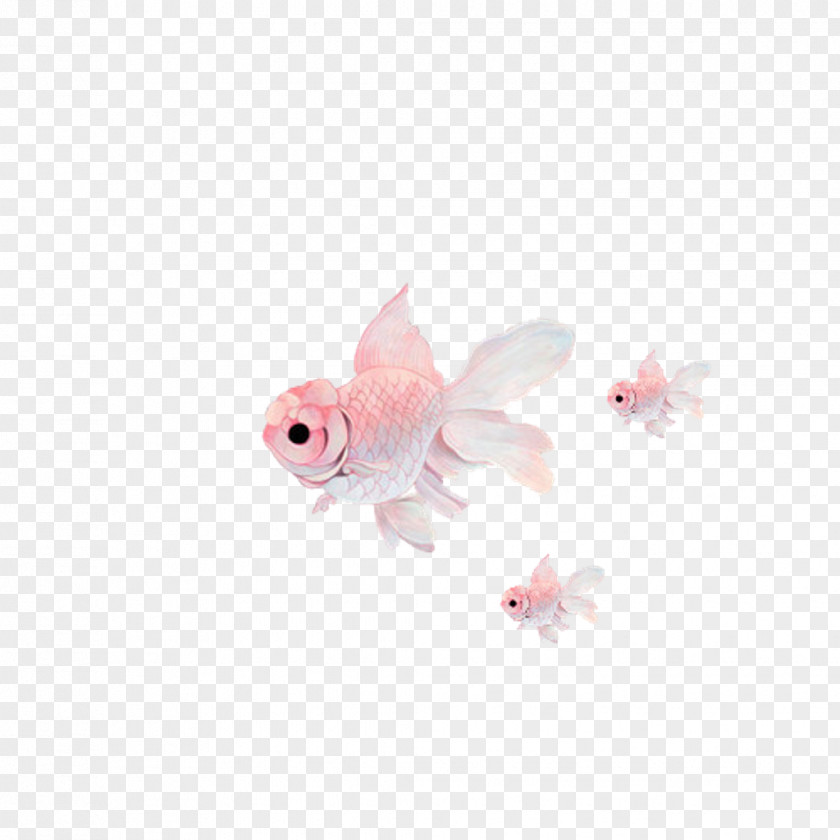 Goldfish Oranda Fantail Ryukin Pearlscale Comet PNG