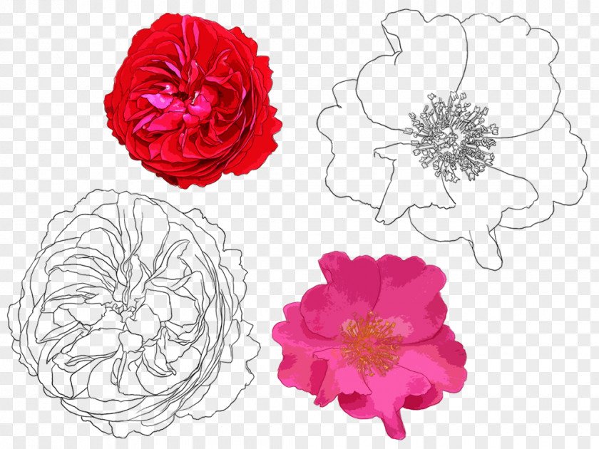 Hand-painted Peony Beach Rose Garden Roses Drawing Flower Painting PNG