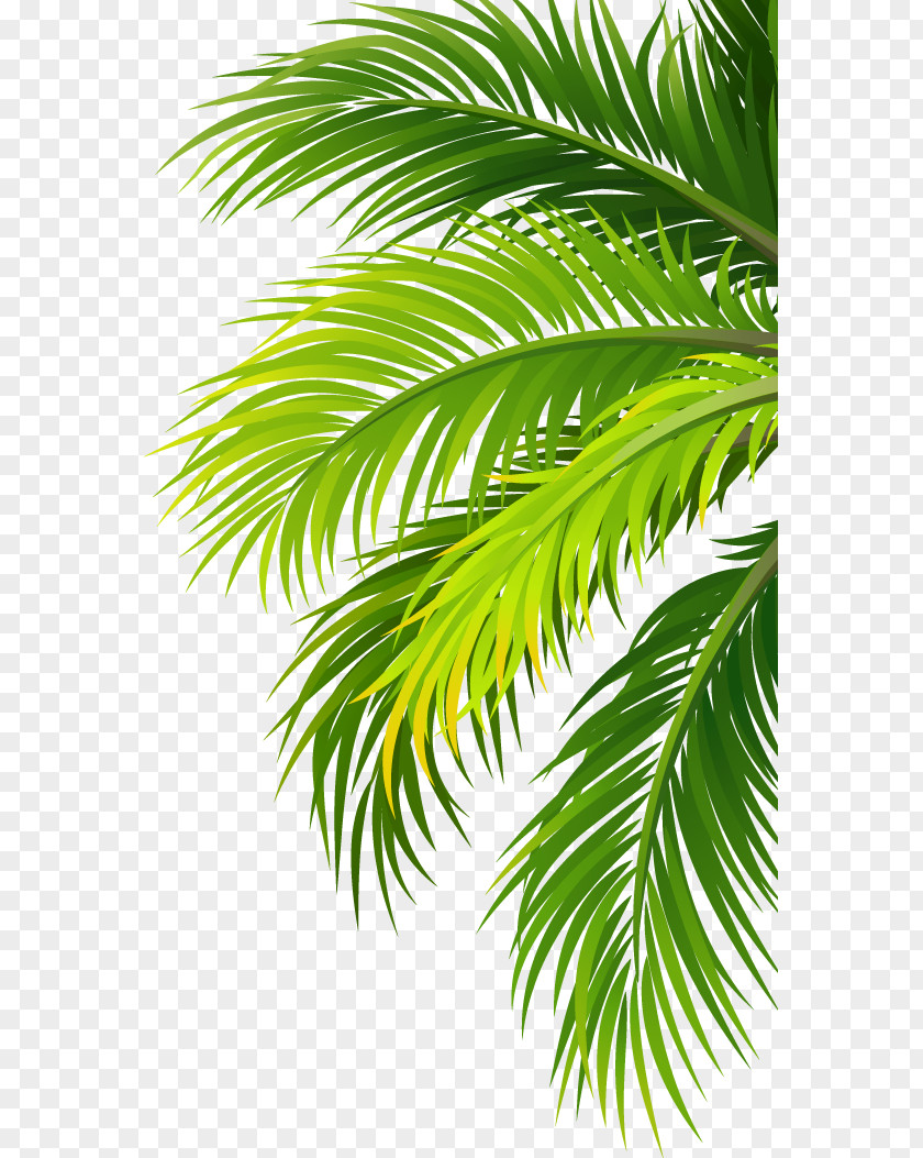 Leaves Coconut Water Air Filter Plant PNG