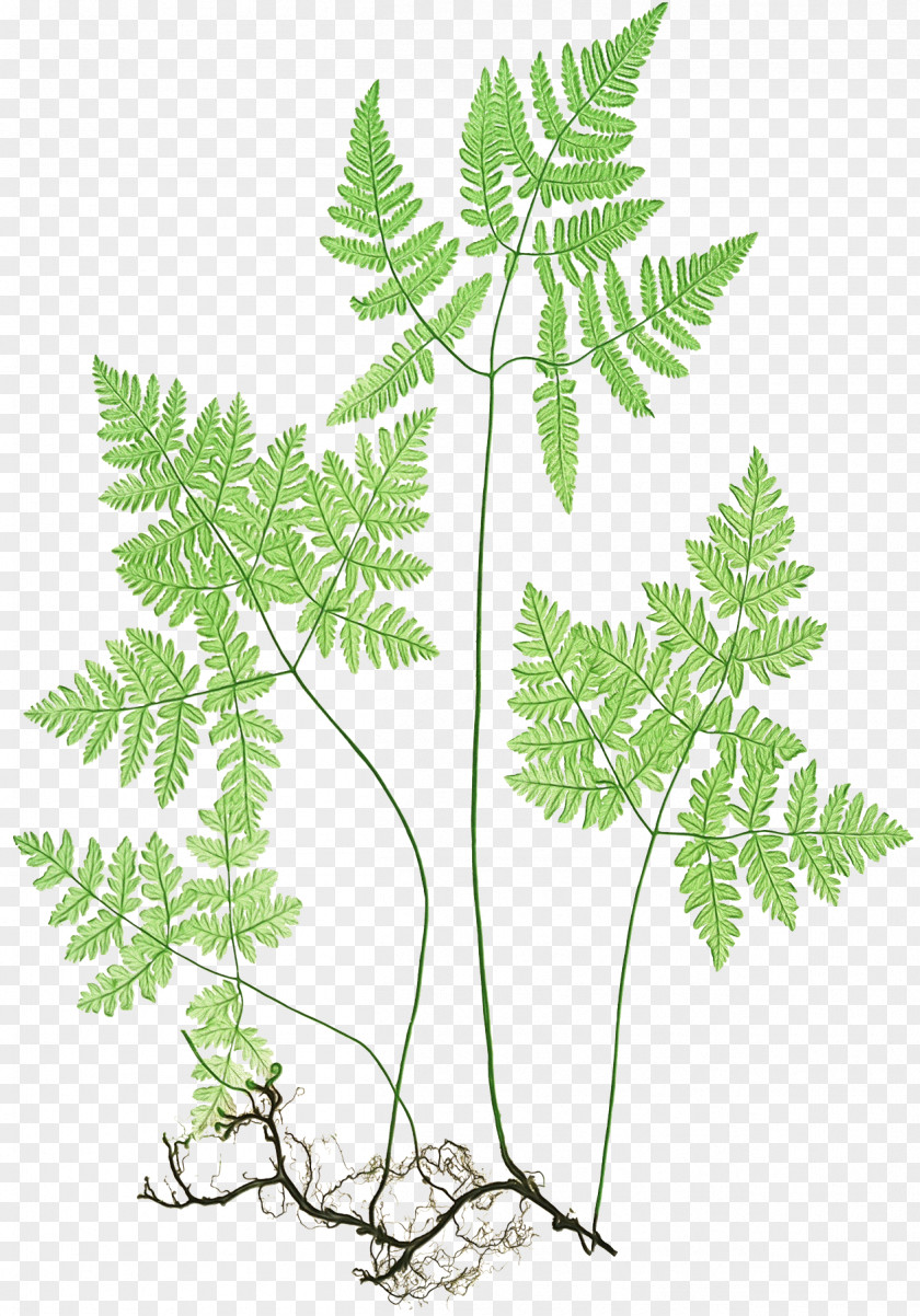 Ostrich Fern Parsley Family Tree Background PNG