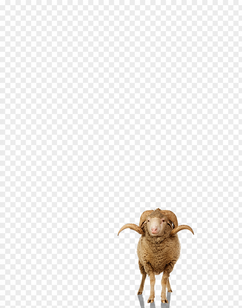 Sheep Goat Cattle Wildlife Snout PNG