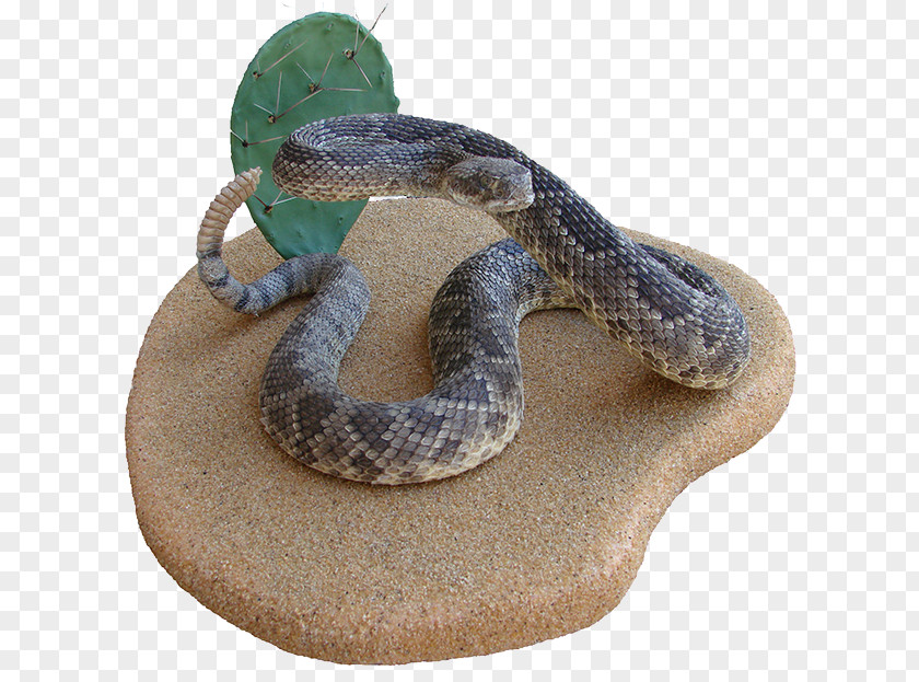 Snake Rattlesnake Hognose Boa Constrictor Kingsnakes PNG