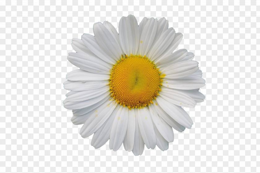 White Chrysanthemum Download PNG