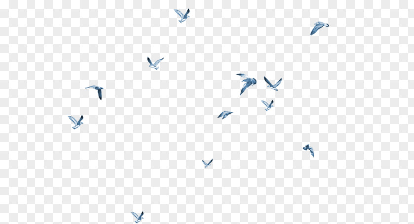 Birds Fly Bird Gulls Flight Columbidae Goose PNG