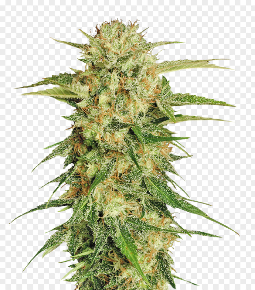 Cannabis Marijuana Sativa Seed PNG