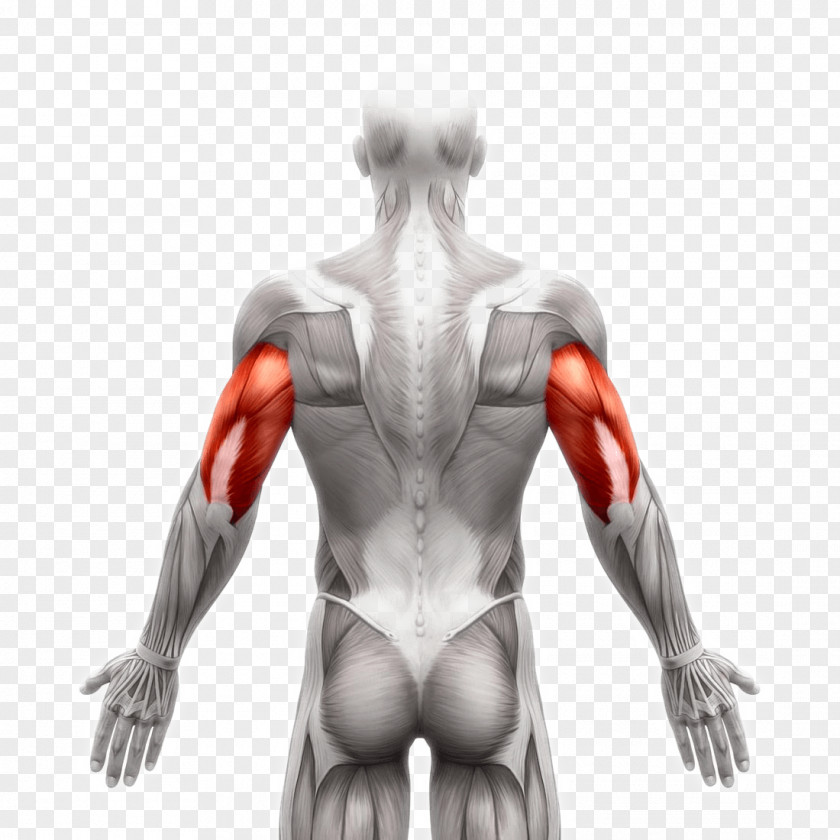 Erector Spinae Muscles Latissimus Dorsi Muscle Stock Photography Image Human Body PNG