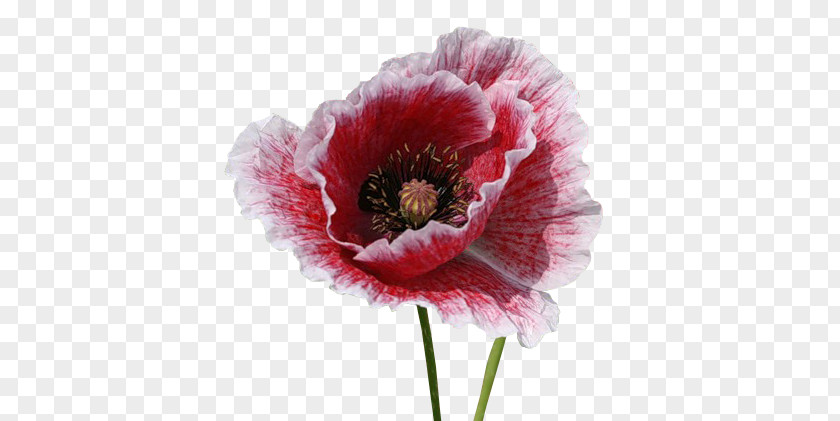 Flower Opium Poppy Herbaceous Plant PNG