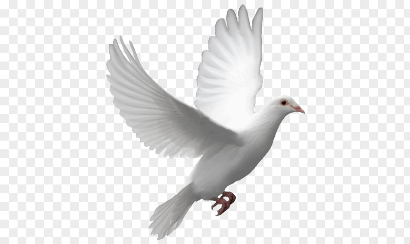 Pigeon PNG clipart PNG