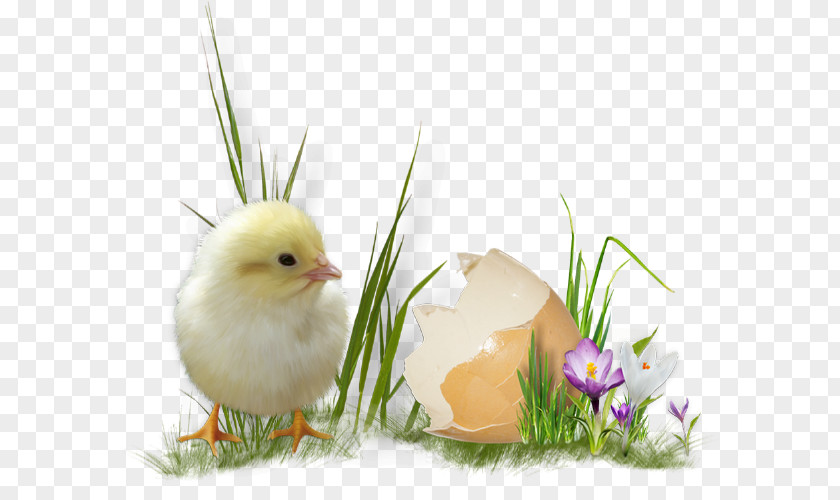 Easter Egg Chicken PNG