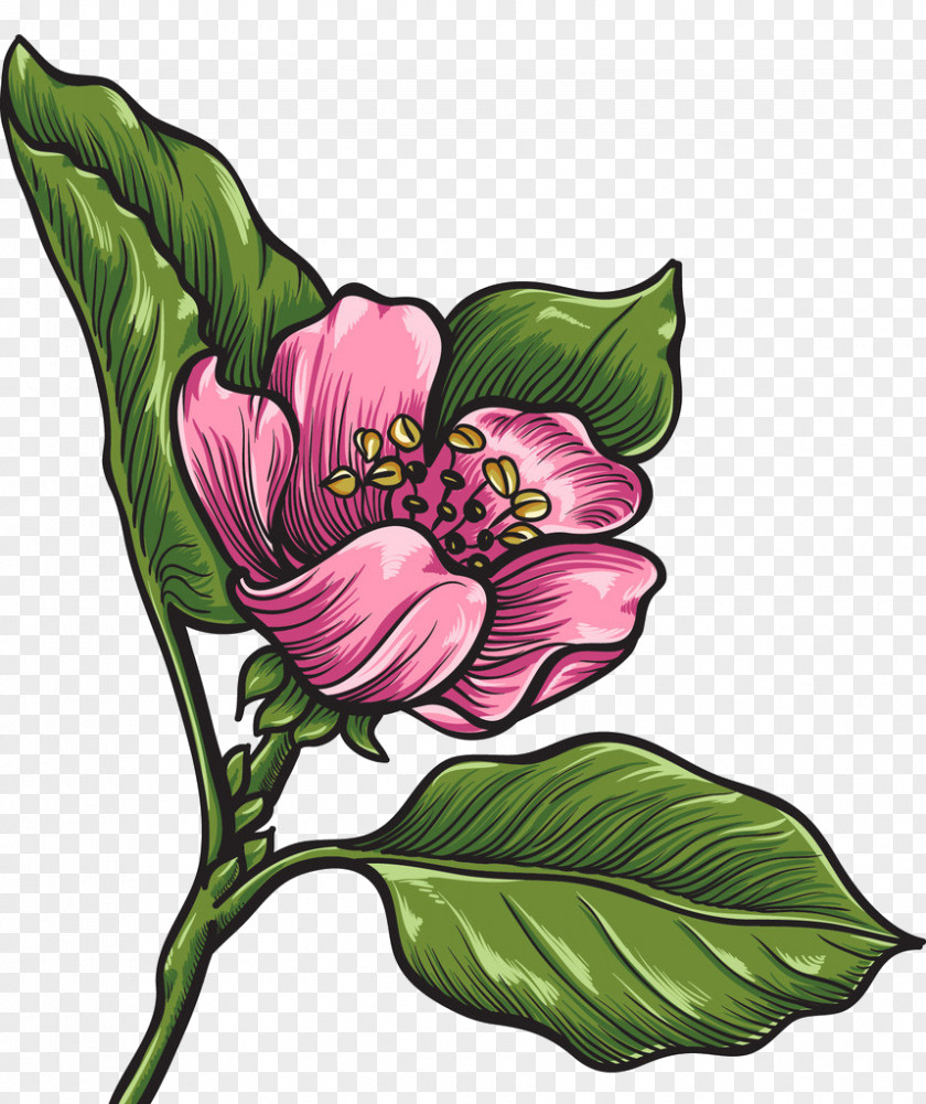Flower Design Vector Graphics Drawing Image PNG