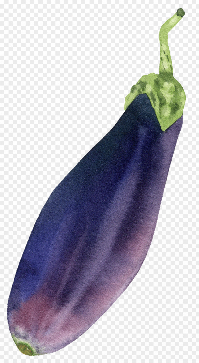 Pasilla Chili Pepper Eggplant Vegetable Purple Food Plant PNG