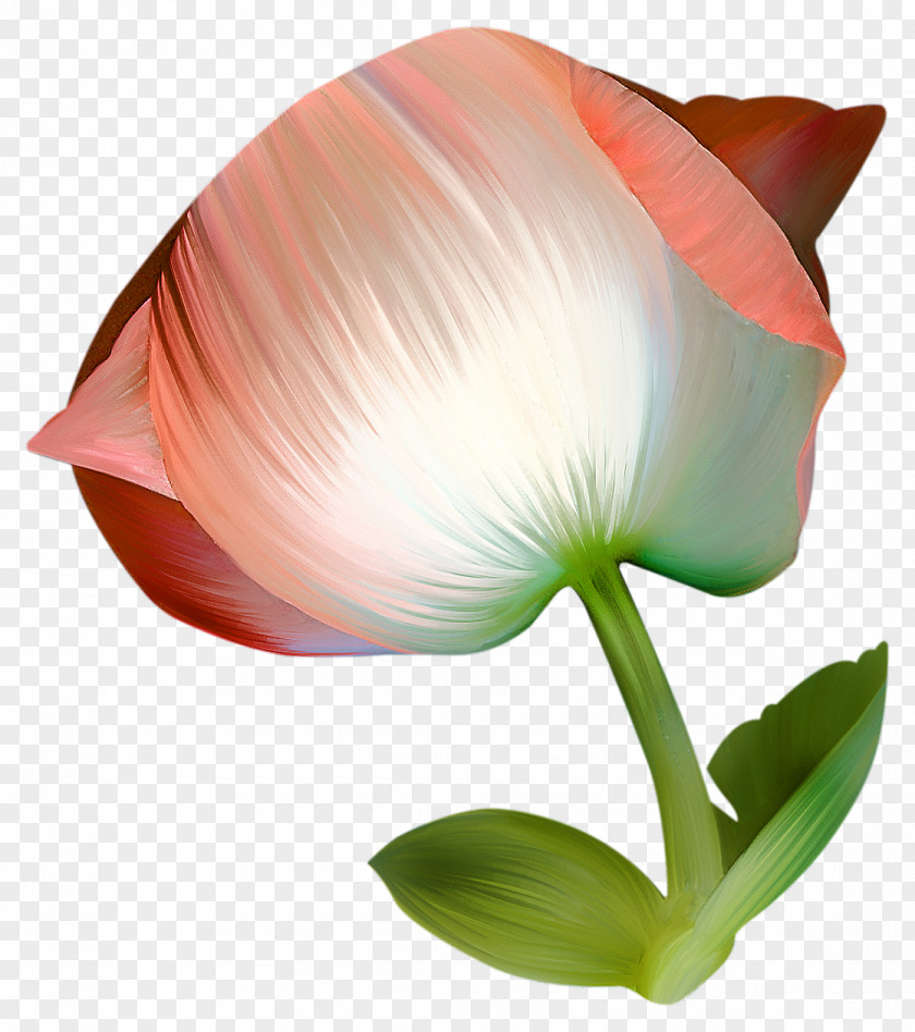 Rose Flower PNG