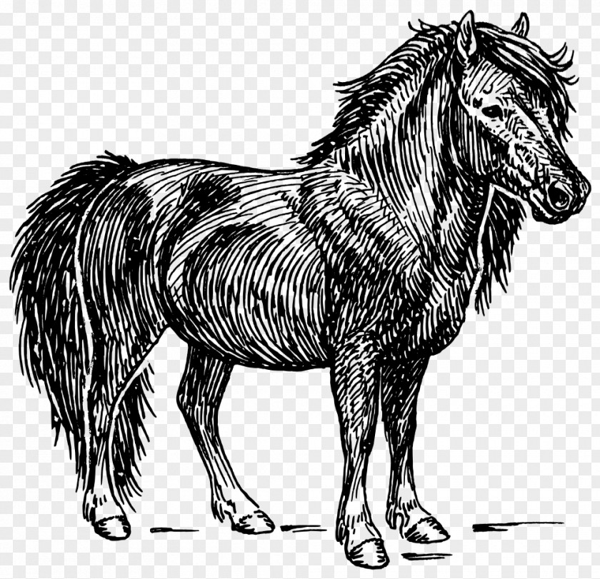 Shetland Pony American Miniature Horse Clip Art PNG