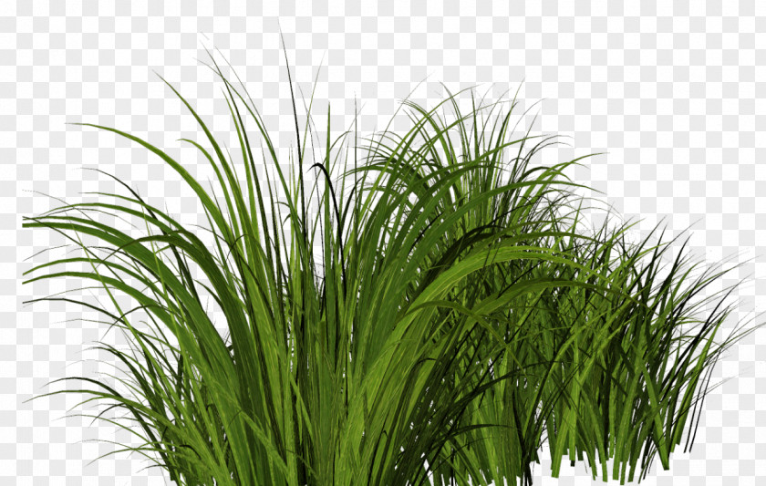 Centella Filigree Clip Art Image Drawing Herbaceous Plant PNG