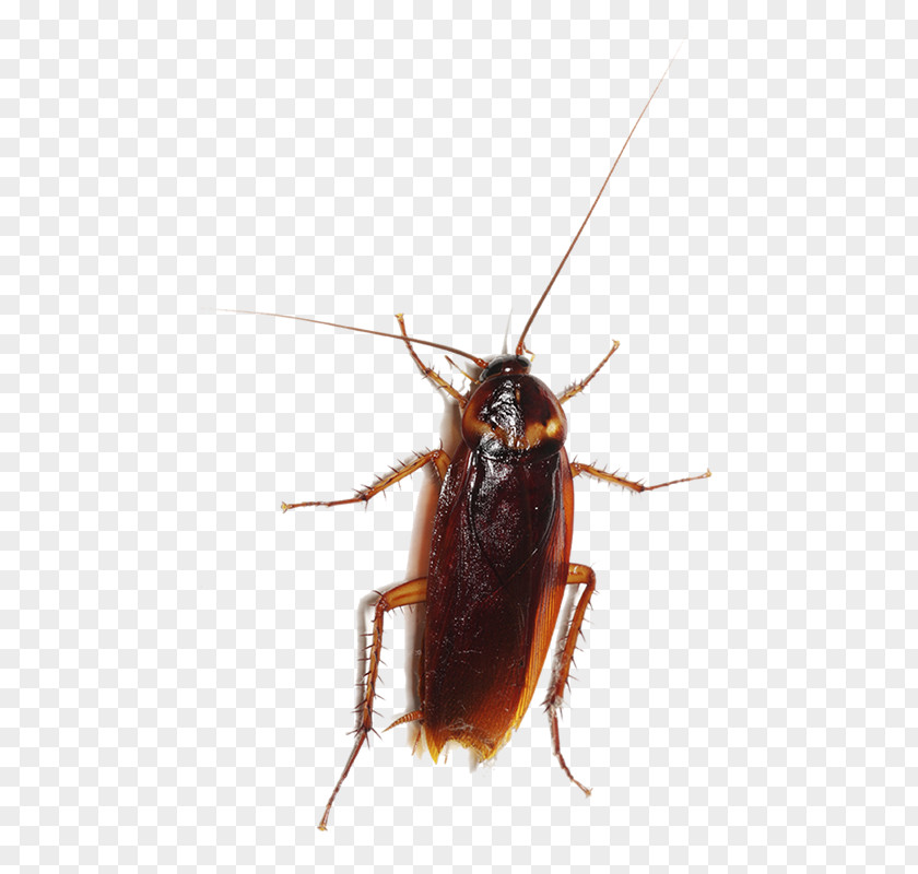 Cockroach Entokim Çevre Sağlığı Hizmetleri Insect Pest Blattodea PNG