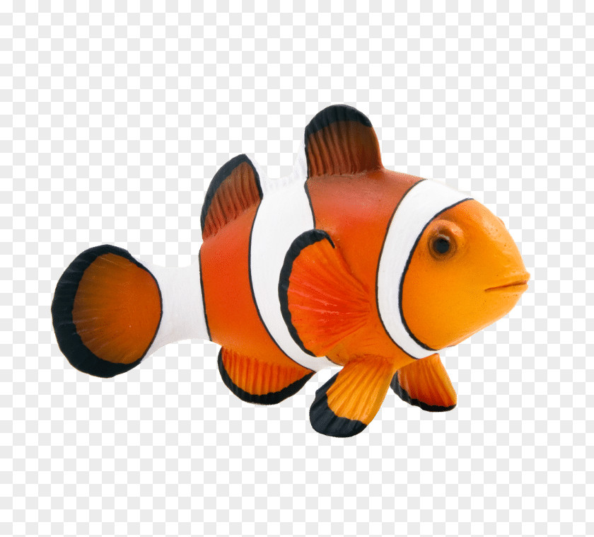 Maroon Clownfish Animal Mojo Fun 387090 Clown Fish PNG