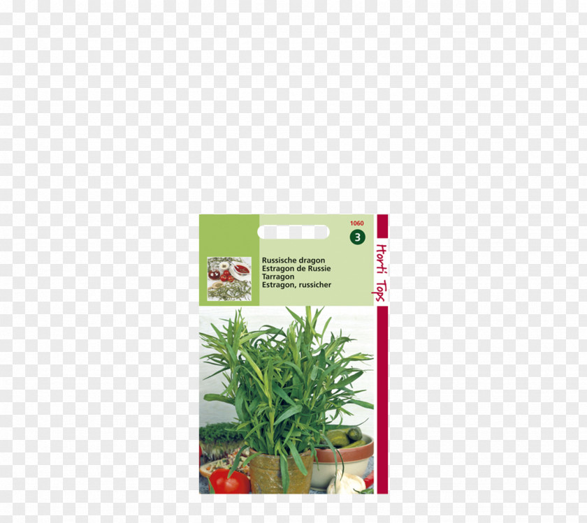 Mint Tarragon Herb Marjoram Seed Kitchen Garden PNG