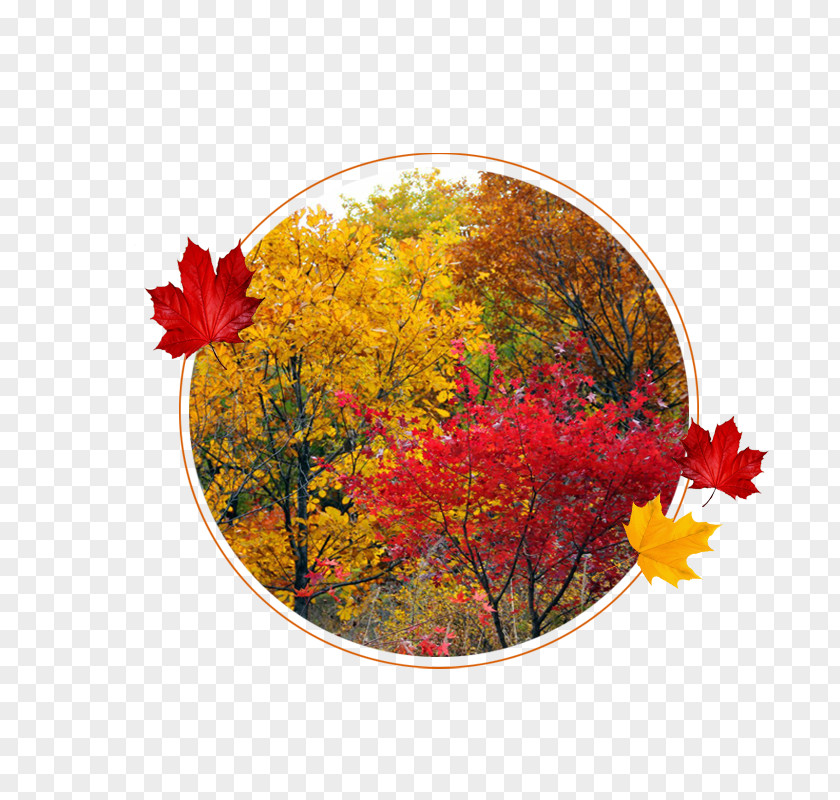 Ancient Maple Fresh Circle Forbidden City Leaf Autumn PNG