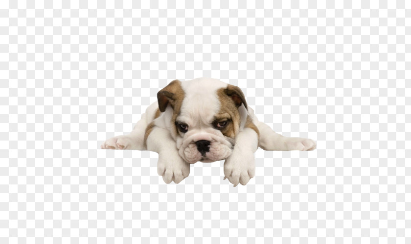 Puppy Bulldog Maltese Dog Yorkshire Terrier Pug PNG