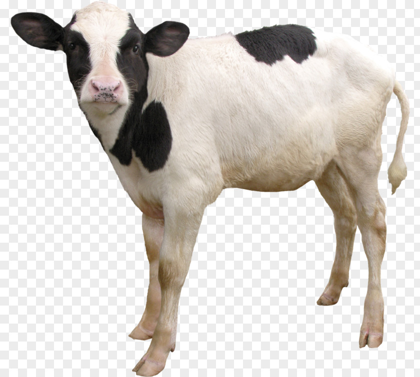 Vx Dairy Cattle Calf Taurine Goat Sheep PNG