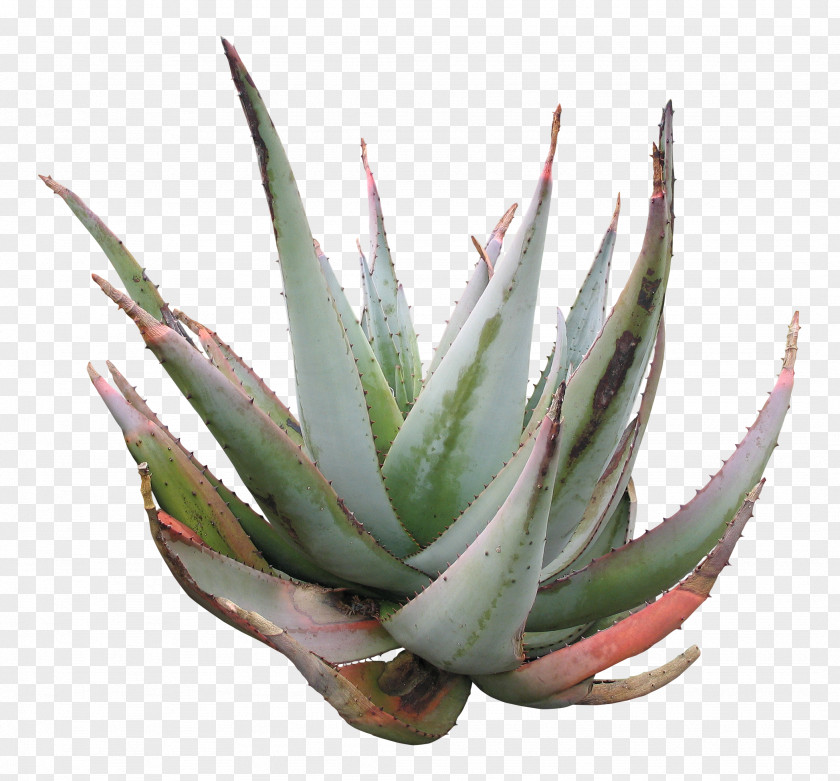 Aloe Vera Striata Agave Azul PNG