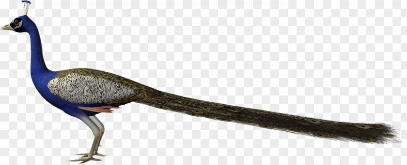 Bird Phasianidae Beak Feather Pavo PNG
