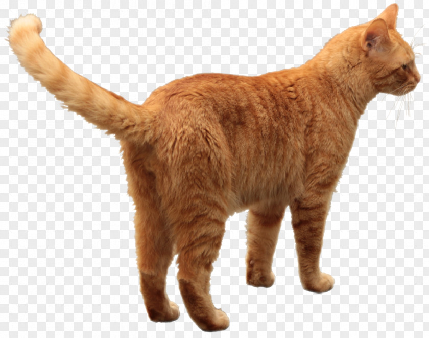 Cats PNG clipart PNG