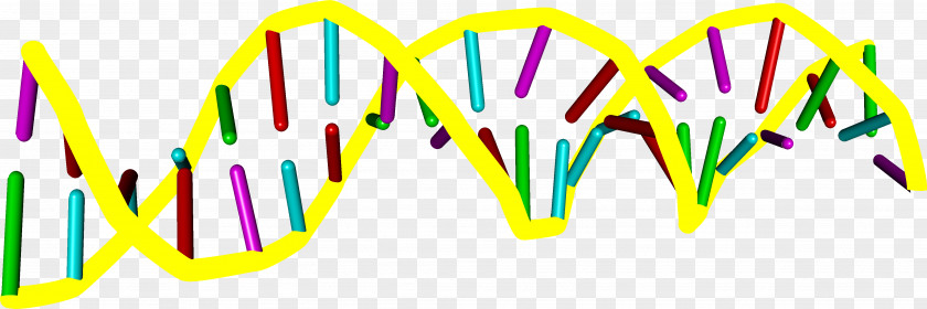 Double Helix Nucleic Acid DNA Drawing Sine Wave PNG