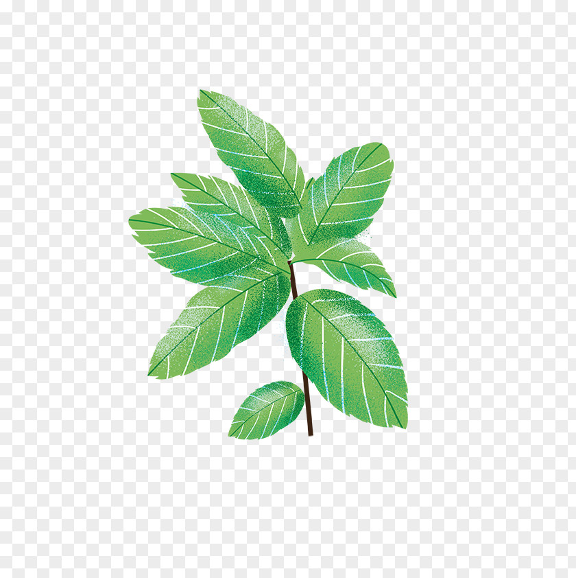 Leaf Herbalism Plant Stem Tree PNG