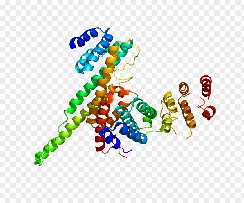 Nucleoporin 107 Nuclear Pore Protein 214 PNG