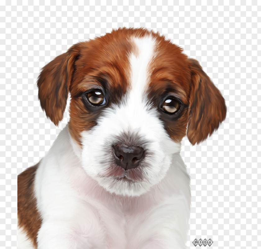Puppy Jack Russell Terrier Veterinary Medicine Paraveterinary Worker Veterinarian PNG