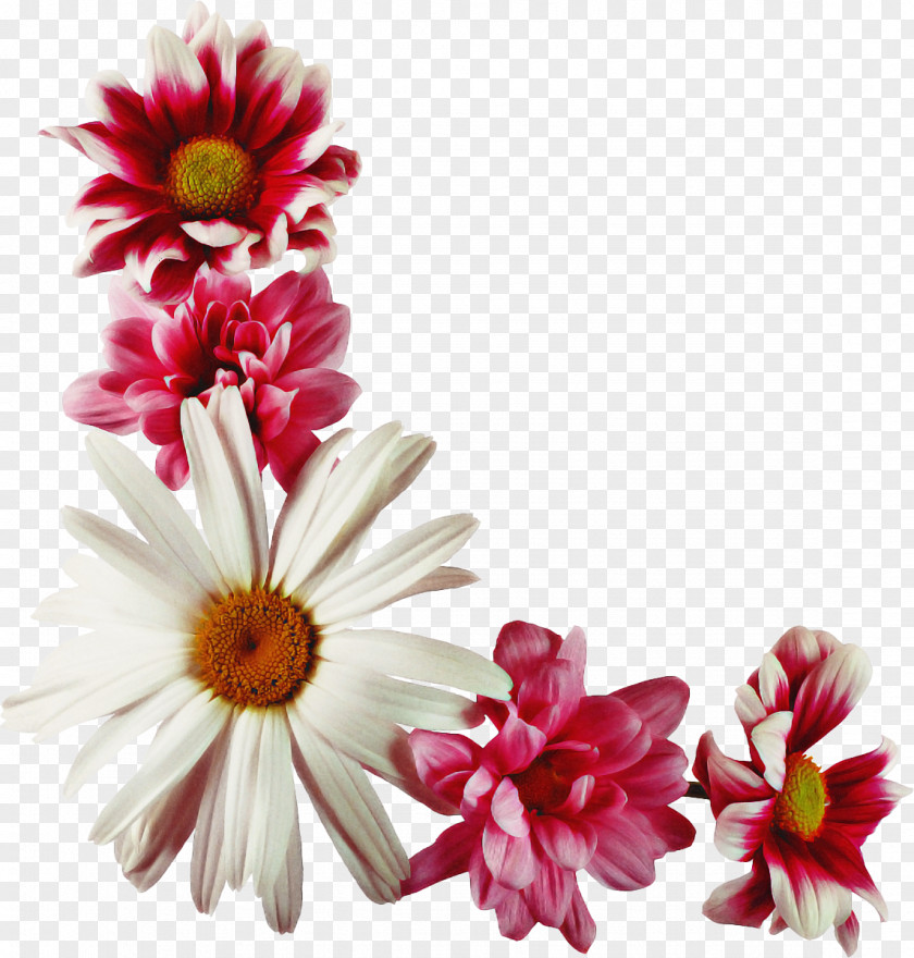 Floristry Wildflower Flowers Background PNG