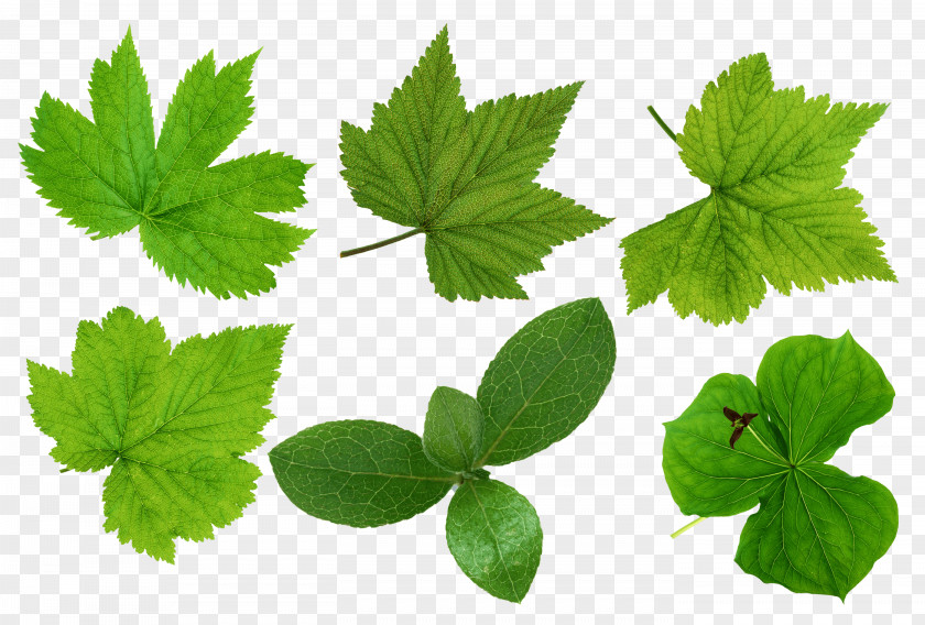 Leaf Desktop Wallpaper Green PNG