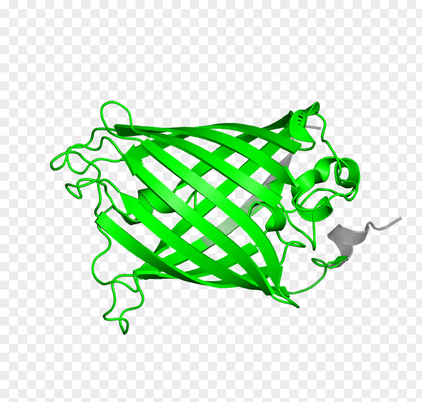 Tree Amphibians Line Art Clip PNG