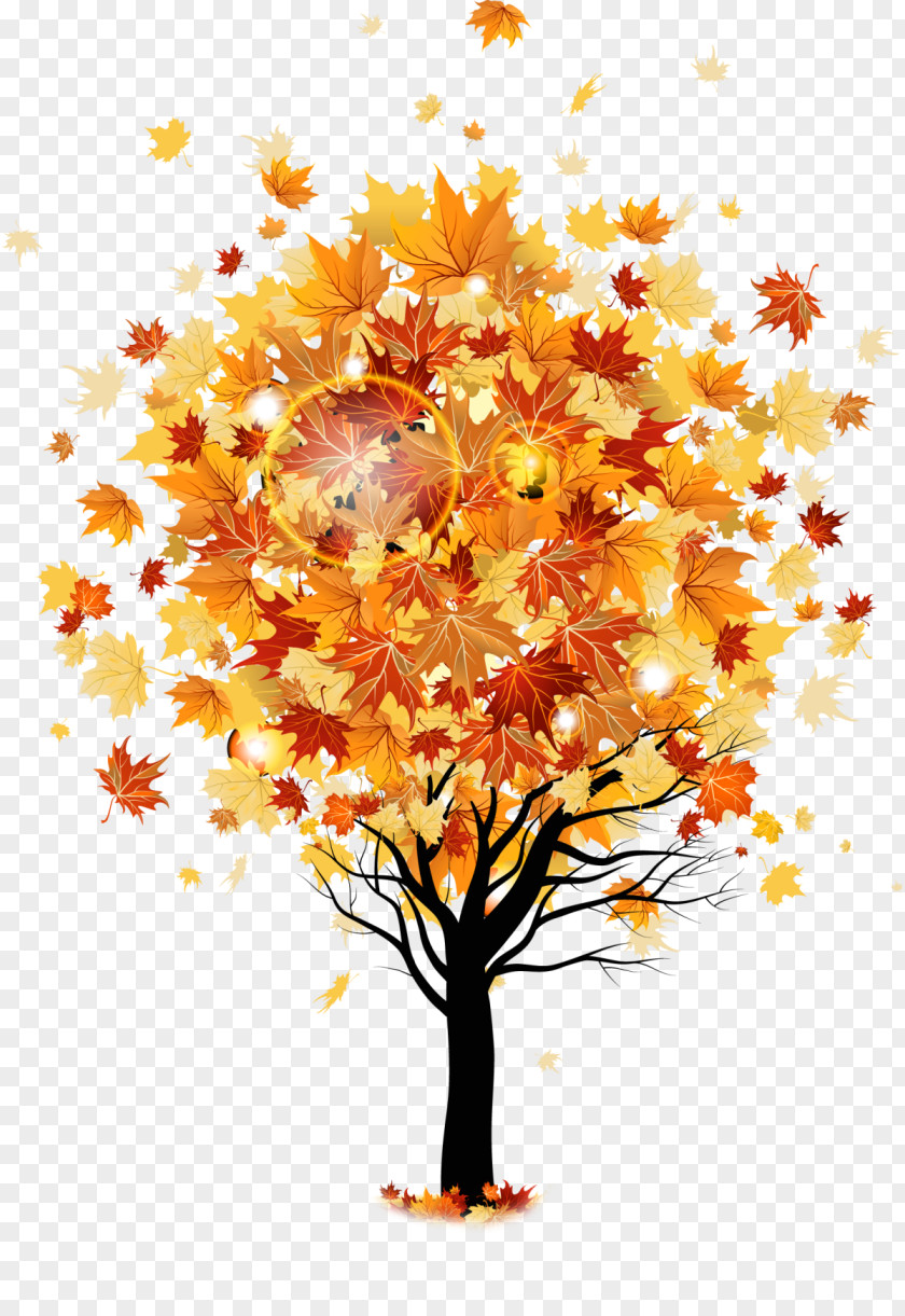 Autumn Tree Maple Stock Photography PNG